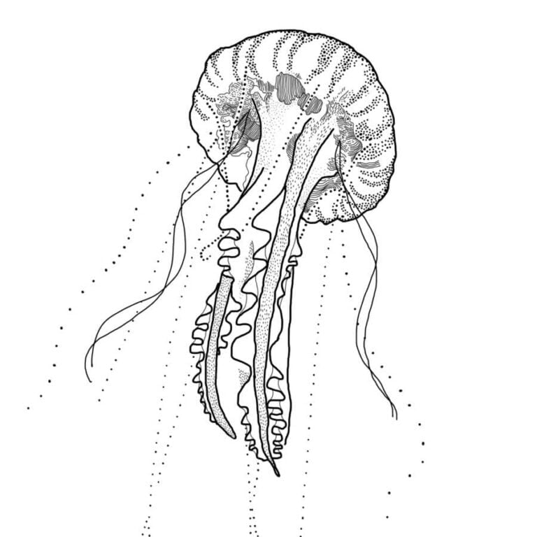 Digital Illustration Digital Illustration Of A Jellyfish Created In Adobe Photoshop